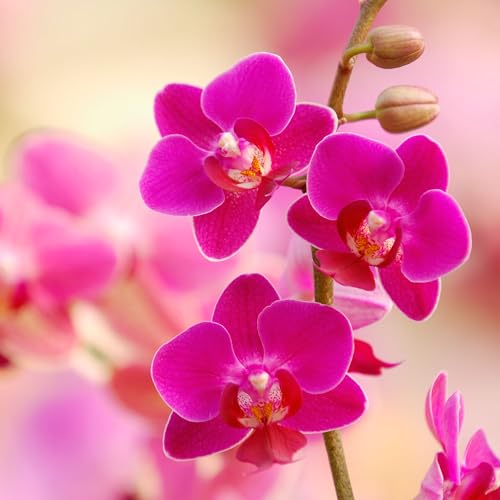 Very Beautiful Exotic Original Dendrobium Flower/Moth Orchid/Orchid flower Plant Hybrid Healthy "Speacil Variety" love, luxury, elegant blooms For Indoor Plant. (Pink Orchid(Pack Of-1).)
