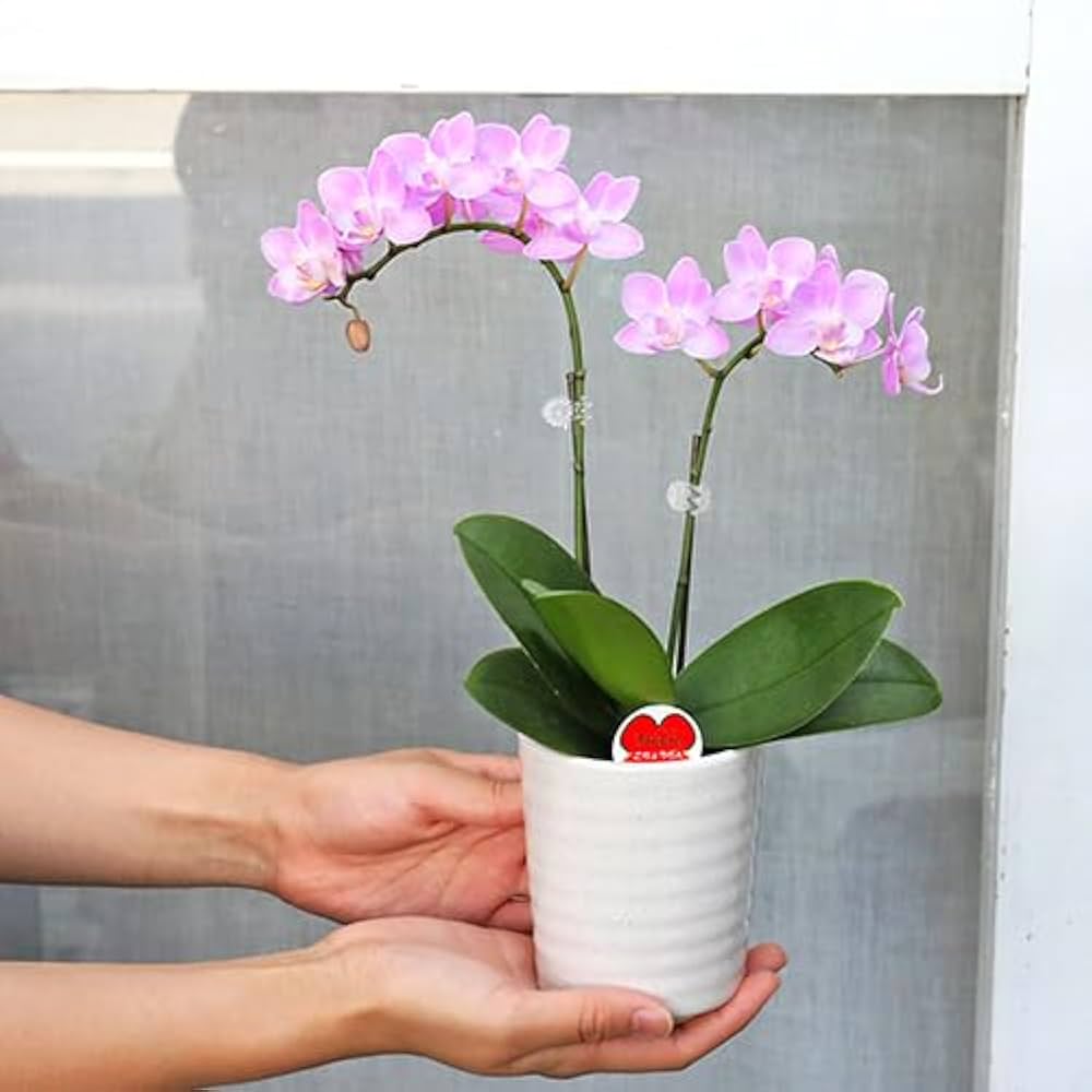 Amazon.co.jp: 鉢花 ミニ 胡蝶蘭 コチョウラン リアン 2本立