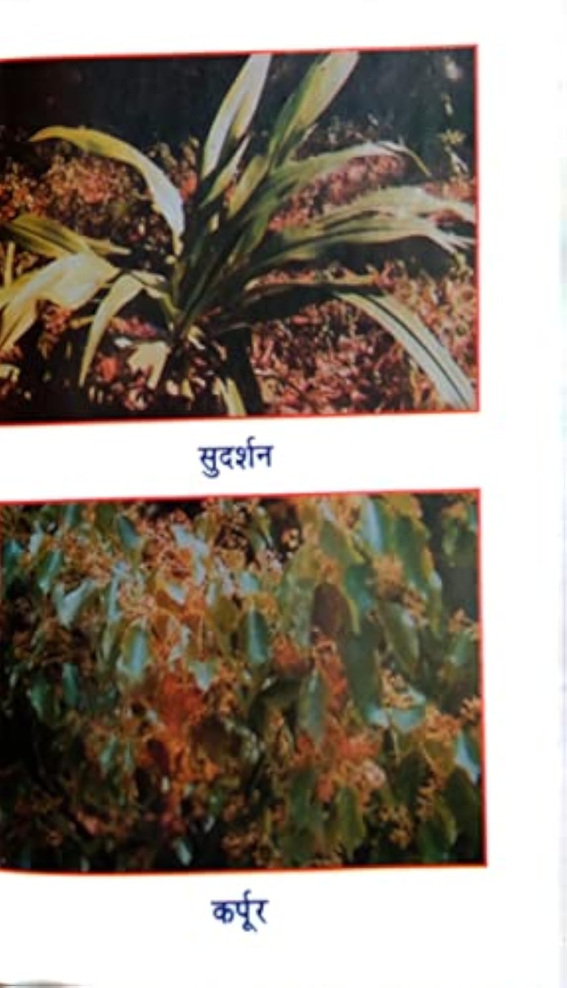 Gupt Rogon Ki Ayurvedic Aushadhiya by Dr. Anil Modi