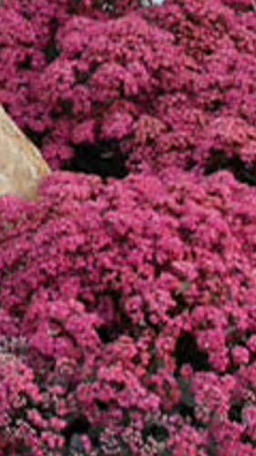 Portal Cool Sedum Dazzleberry Perenni Piante Bodendecker