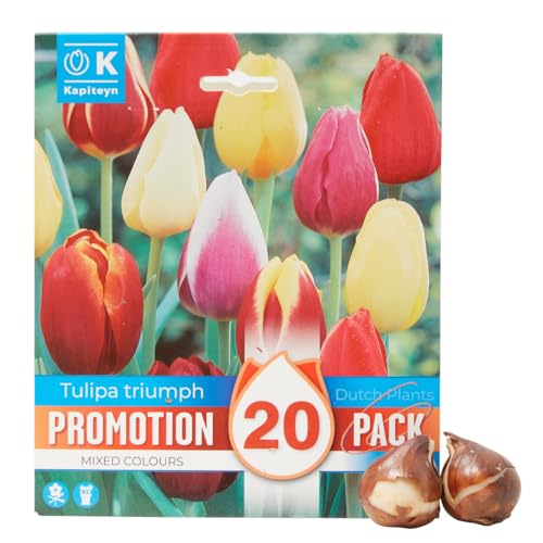 Verdecora Bulbo Tulipán Mix Natural 20 unidades - Bulbos de Otoño