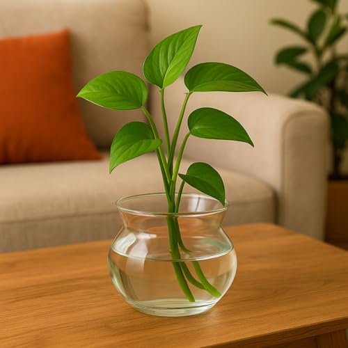 Image of ecofynd Glass Vase for Flowers Plants, Modern Decorative Vase for Home Decor Center Table, Bedroom, Living Room, Office Decoration, Wedding or Gifts (GVASE005)