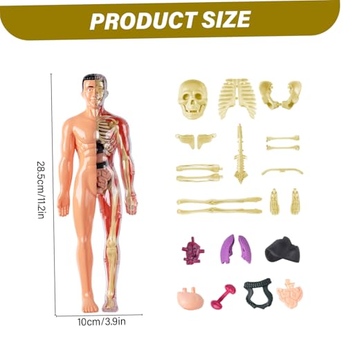 Modèle d'anatomie 3D visualisé détachable pour enfant - 7