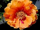 100 ORANGE PORTULACA Moss Rose Portulaca Grandiflora Flower SeedsComb S/H
