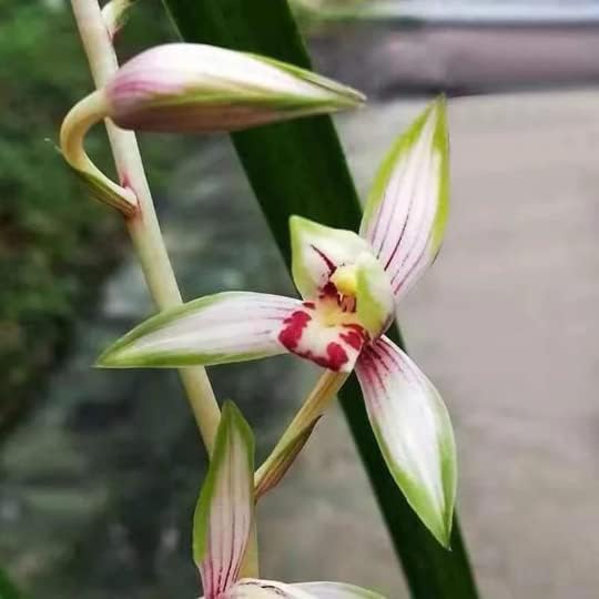 Miniatura 3 de Orquídeas de Cymbidium Vivo Ensifolium   8217 perfectas para alféizares de ventanas o interiores enviadas sin flores GaoShanChunSe   821