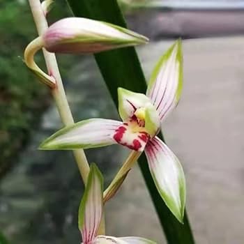 botanicalさま Bulbophyllum rothschildianum x Bulbophyllum longissimum – La