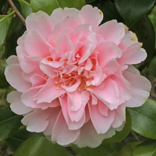 Camellia Plants Live, Rare Camellias Tree Live Plant, Vibrant Flower Shrub, Well-Rooted in Pot, Indoor Outdoor Flowering Zones 7-10 (White Pink)