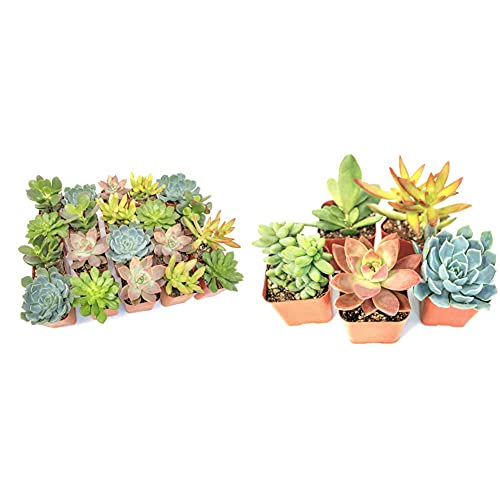 Altman Plants, Live Succulent Plants (20 Pack) Assorted Potted Succulents Plants Live House Plants In Cacti And Succulent Soil Mix & Succulent Plants (5 Pack), Fully Rooted In Planter Pots With Soil #TOP26