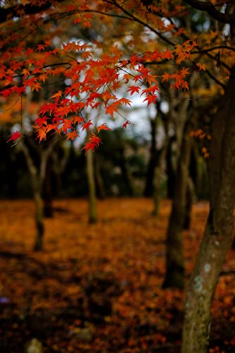 Mitakon Speedmaster 35mm f0.95 para cámaras Sony E APS-C - Fernando Cortés