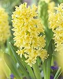 Nueva 100pcs Semillas de flor de jacinto amarillo