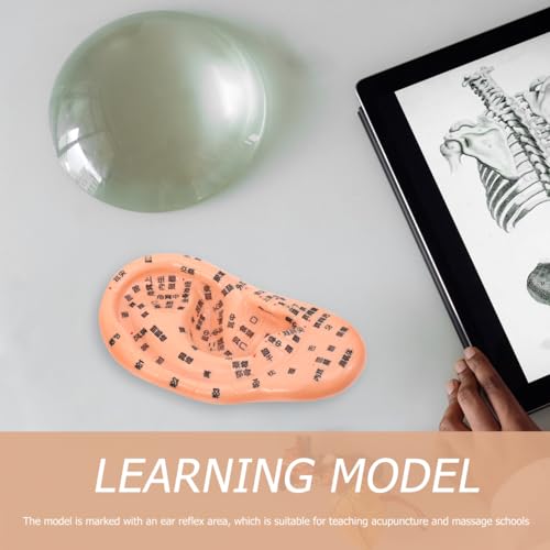 Healeved Ear Acupuncture Model 5.7 Inch Human Ear Acupoint Display for Seeds Acupressure and Auricular Therapy Training in Traditional Chinese Medicine