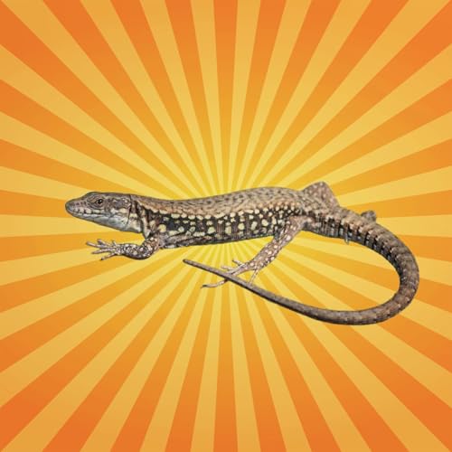 Couverture de Le lézard des murailles est le roi de la régénération