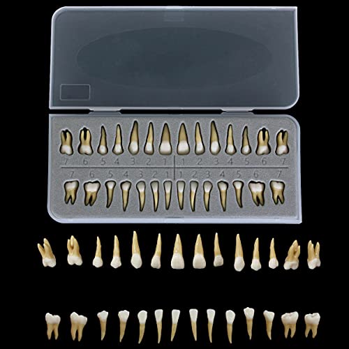 Dents permanentes résine lot 28 pièces démonstration moulage dentaire éducatif