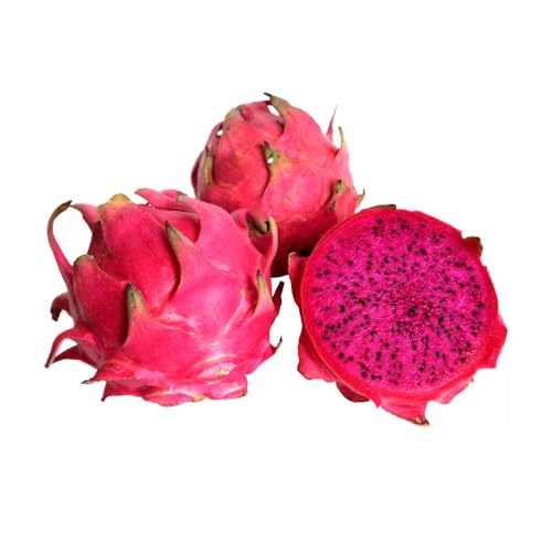 Genérico, Muda de Pitaya 50 a 80cm AMK - Plantas Online