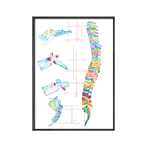 Affiche médicale colonne vertébrale toile 50x70cm déco murale kinésithérapeute - 5