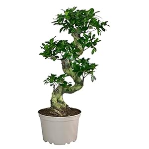 ZynesFlora Bonsai Ficus Gingseng – Kamerplant met pot Ø 27 cm – Hoogte: 70-75 cm – Echte Bonsaiboom