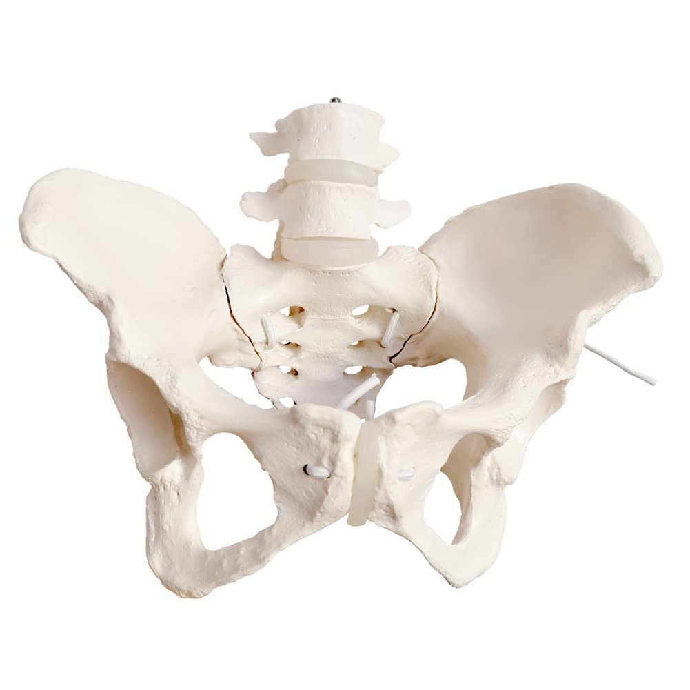 EVOTECH SCIENTIFIC Modello pelvico Femminile Flessibile Su Elastico, Modello Anatomico Medico