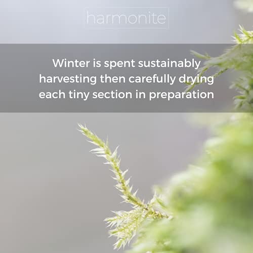 HARMONITE English Acorn Pendant Necklace for Women and Men. Handmade Natural Gift of Moss Jewelry for Motherhood, Maternity, or as Spiritual Unique Gifts Set in Eco Resin3