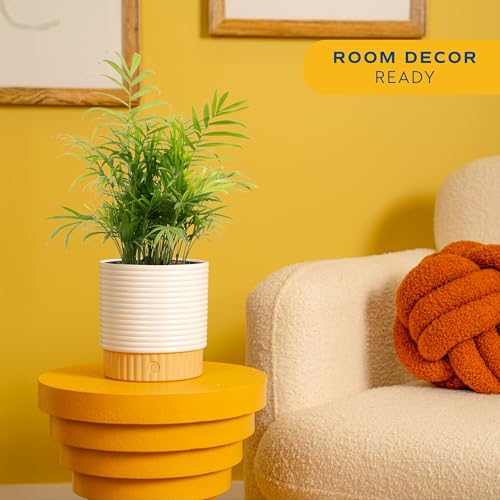 Image of Costa Farms Parlor Palm Live Plant in Decorative Pot, Air Purifying Indoor Houseplant, Perfect for Home, Room, or Office Decor, Great House Warming or Birthday Gift, 14-18 Inches Tall