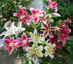 Daylily Nursery Mixed Lily Bulbs