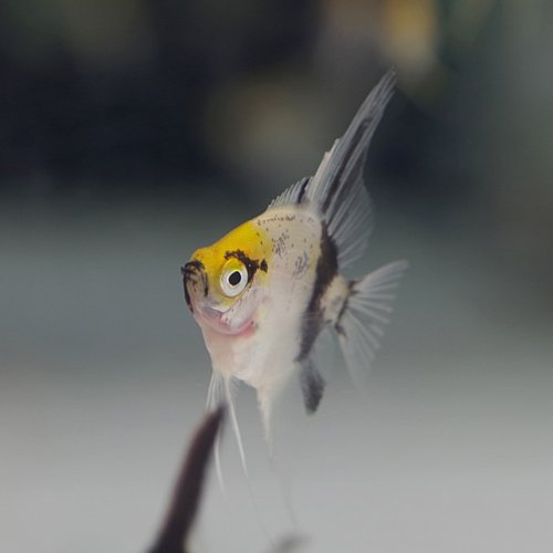 Amazon | (熱帯魚)外国産ミックスエンゼル （エンゼルフィッシュ）（約