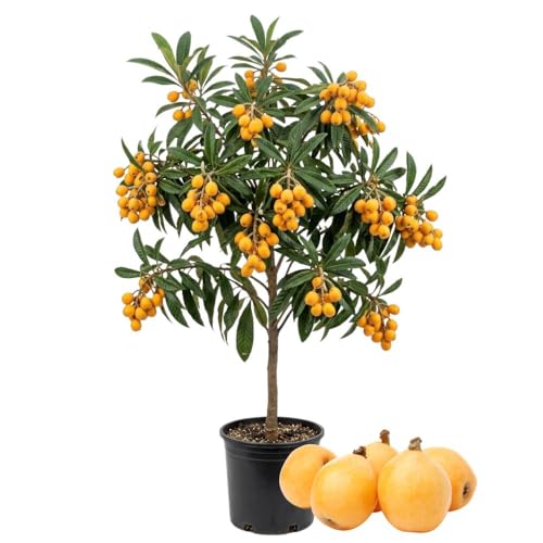 Seedling Loquat Tree Live Plant 3 Gallon Loquat Fruit Tree 2 to 3ft Tall Sweet Fruit Tree Growing Plant No Ship to CA