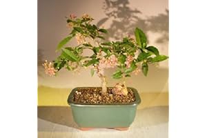 Dwarf Cherry Barbados Bonsai Tree: Live 7-Year-Old Flowering Plant with Blossom