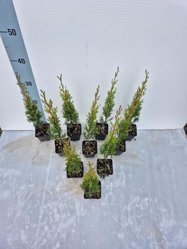 10 Piante Vere di Cipresso Totem (Cupressus sempervirens ‘Totem’) per Vasi Bonsai e Giardini - Vaso 7 cm - Giulian Giovani Piante