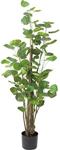 Amazon ポリシャスフリスビー 130cm Glp 1530 人工観葉植物 鉢付き 横浜ディスプレイミュージアム 人工観葉植物 オンライン通販