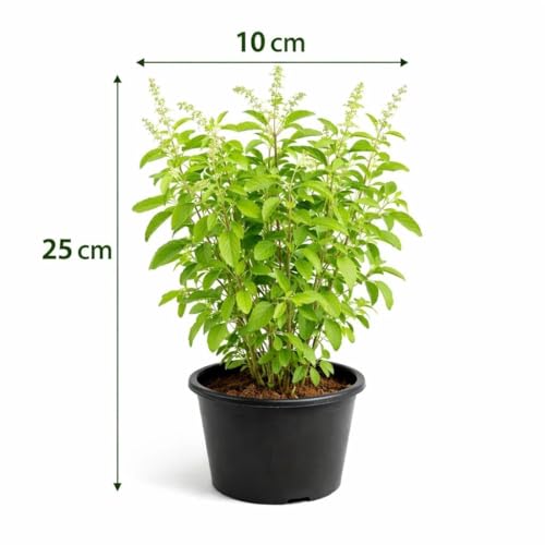 Image of Tulsi Live Plant with Pot | Green Krishna Rama Holy Basil Medicinal Ayurvedic Herb Plant | Sacred Pooja Indoor Outdoor Plant for Home Garden Balcony Terrace Decor | Pack of 1