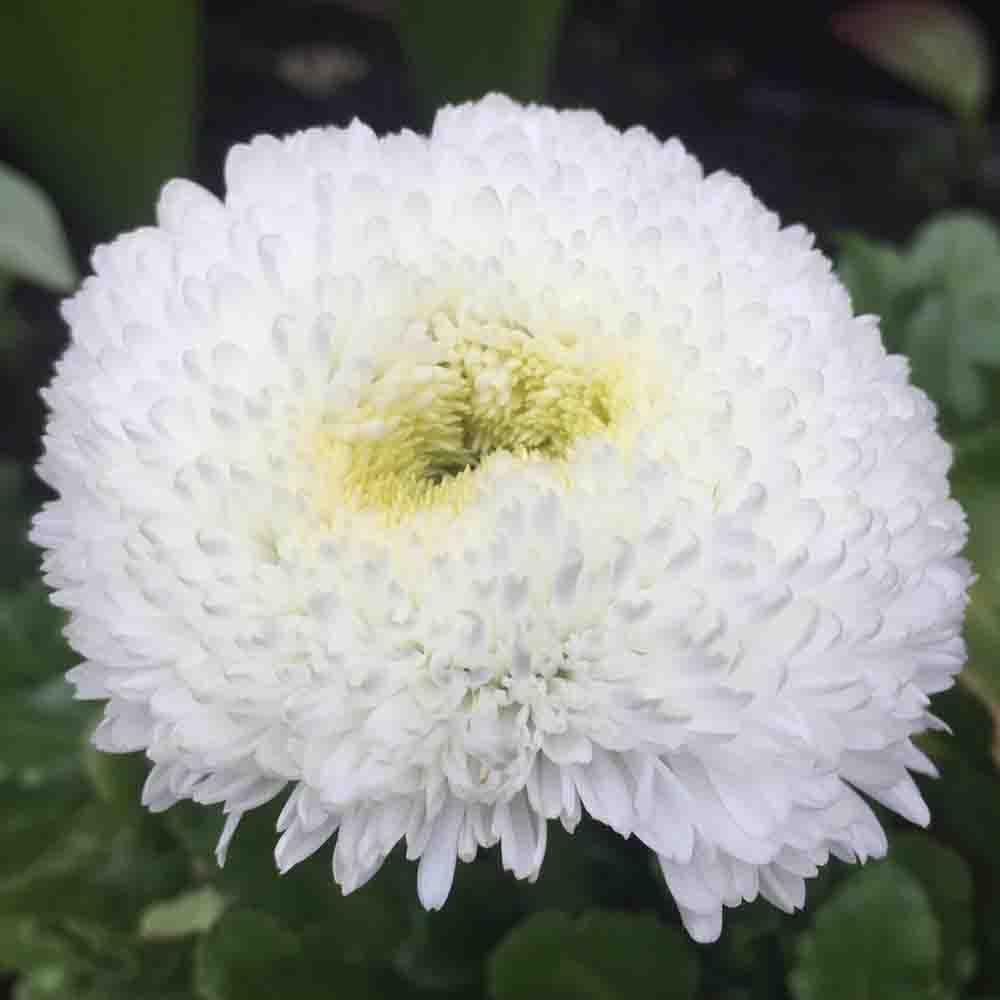 – Welldales 100 White Pompom Dasiy Seeds Large Double Bellis Perennis Ave UK Perennial Plant