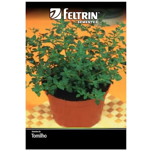 Kit 4 Sementes Temperos Horta Em Casa (Orégano, Tomilho, Sálvia, Manjericão Roxo)