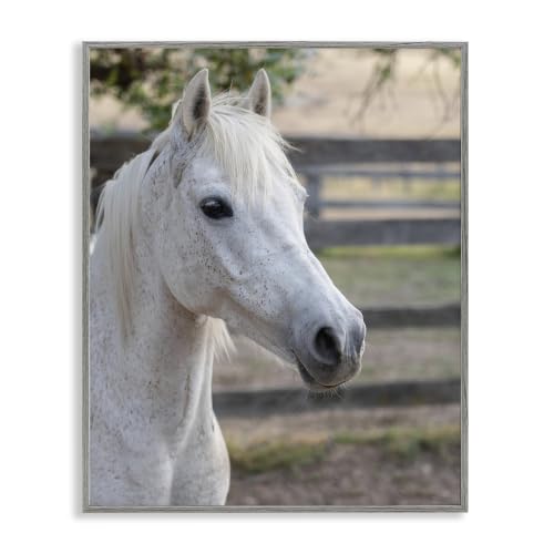 Elegant White Spotted Horse, 11 x 14 Inch Framed Giclée Print