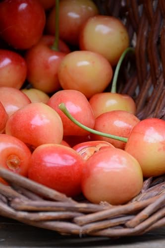 Albero di Ciliegio pianta di ciliegia varietà Bianca Di Verona Età 2 anni pianta vera di ciliegio in vaso venduta da eGarden.store