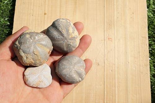 Image of 4pcs Sea Urchin Fossil Rare Toxaster peroni Fossil from The Cretaceous Period - Authentic Moroccan sea Urchin, Natural Specimen, for Collectors and Geologists A140