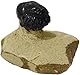 Kaltner Präsente Geschenkidee - Versteinerte Urzeit Fossilien: Fossilie Trilobiten Trilobit Gerastos aus Marokko/Lehrmaterialien Fossilien (Ø 5 cm)