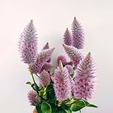 100 piezas Semillas de Ptilotus exaltatus, macizo de flores, plantas de jardín de rocas resistentes semillas de flores regalo invitado, semillas plantas jardín resistente perenne,