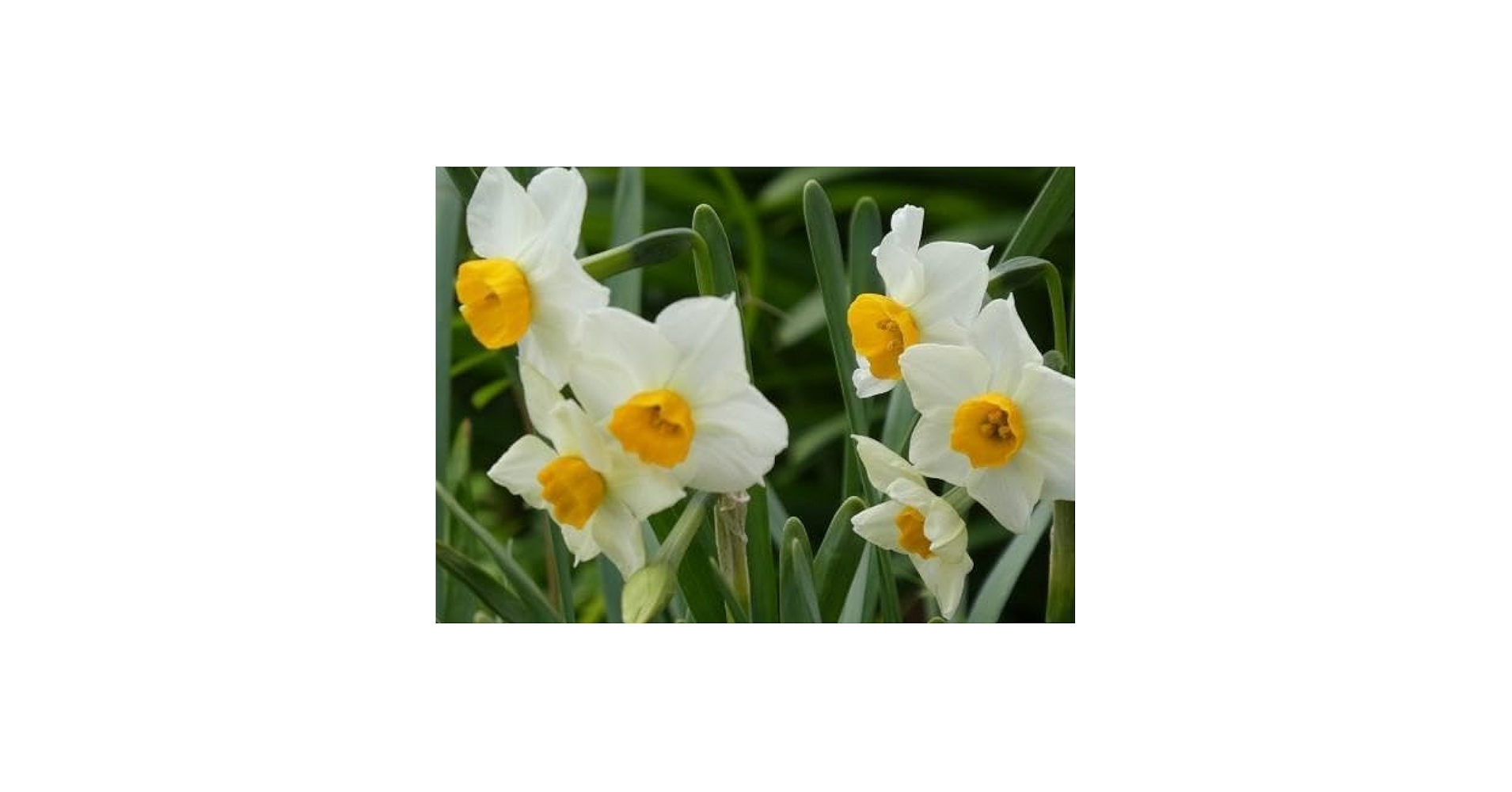 日本水仙 球根 大球 200玉　数量限りあり！早い者勝ち　無農薬 自然農法 日本水仙 球根 大球 200玉 数量限りあり！早い者勝ち 無農薬 自然