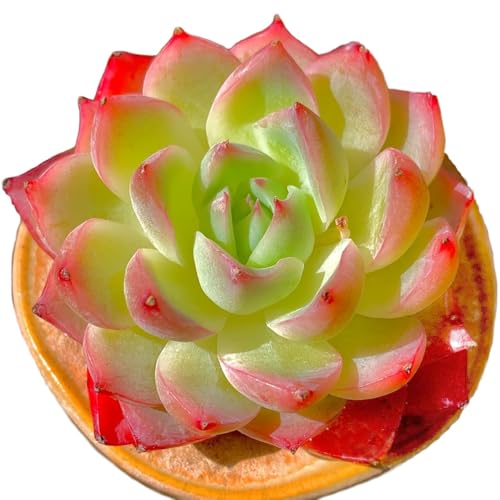 Echeveria Crystal Rose Rare Live Succulent Plants, Mini Pink 1