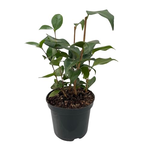 GreenboutiQ - Arbustes - Camelia japonica Tricolour - Fleurs Rose, Blanc et Rouge - 1 Plante - Persistante - Pot 15cm Hauteur 30cm
