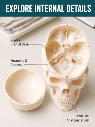 Image of Human Skull Model for Anatomy, Life-Size Anatomically Correct Skull with Magnetic Assembly, 3-Part Detachable Realistic Skull for Medical Students, Artists, Classroom Teaching Display