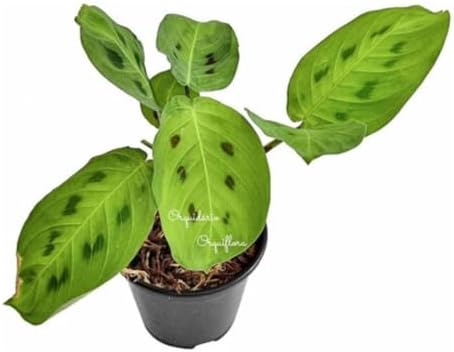 Muda Maranta Leuconeura var. Kerchoveana (Barriga de Sapo), Plant...