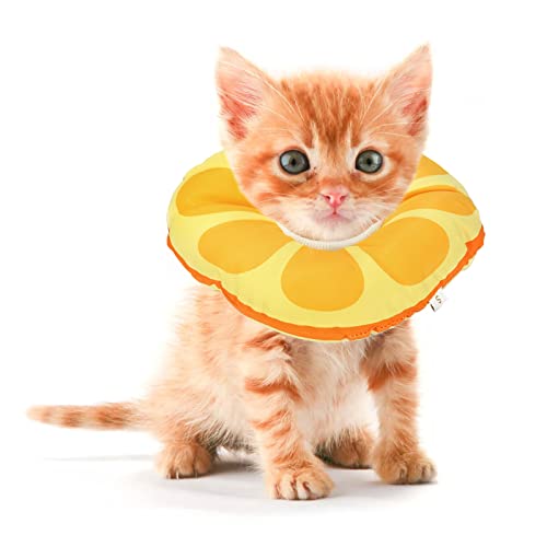 10 Purrfect Cones for Kittens to Keep Them Entertained A