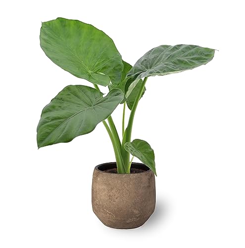 Alocasia Calidora Planta Oreja de Elefante Maceta de Ø 19 cm Con Grandes Hojas Verdes para...
