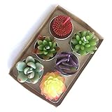 YanSheng Succulent Cactus Tea Light Candles Unscented 6pcs Assorted for Birthday Party Favors Wedding Decor Gift Sets