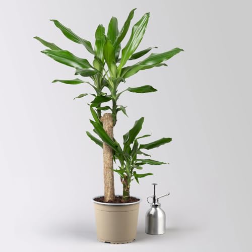 Duftender Drachenbaum 'Steudneri', Topf-Ø 17 cm, Höhe ca. 80 cm