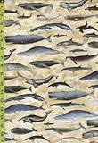 Tropical Sewing, Quilting Fabric - Siren's Call - Whales - 29993-E - Tan - by The Half Yard