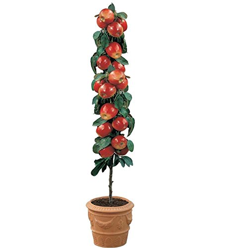 Dwarf Apple Seeds - GALA - Miniature Apple Tree - Indoor or Outdoor - 10 Seeds