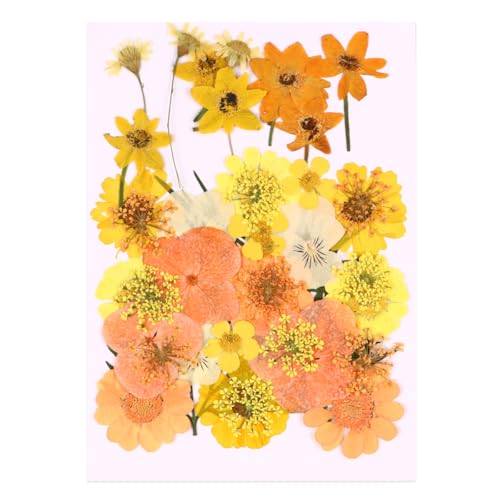 Kit 40 flores prensadas secas naranja para manualidades miniatura 1