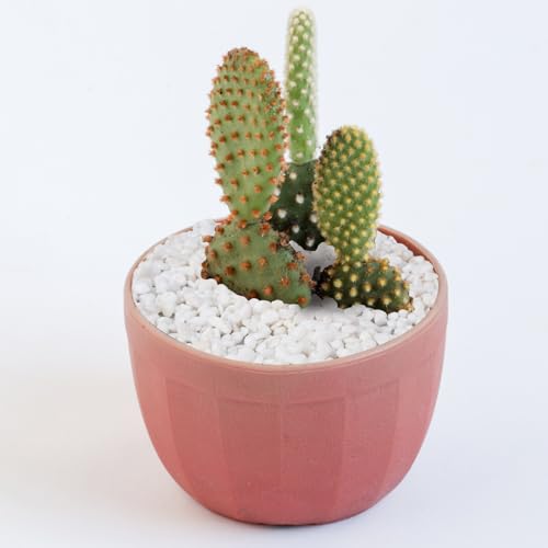 Image of 5 lbs White Aquarium Gravel, 1 /5 Inch White Rocks for Plants, Small Pebbles for Vases, Succulents, Bamboo, Natural Decorative Pebbles for Plants Drainage, Cactus, Crafts